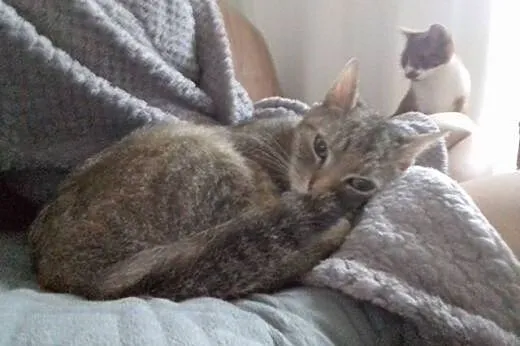 Masza wyjątkowa koteczka,  śląskie Gliwice