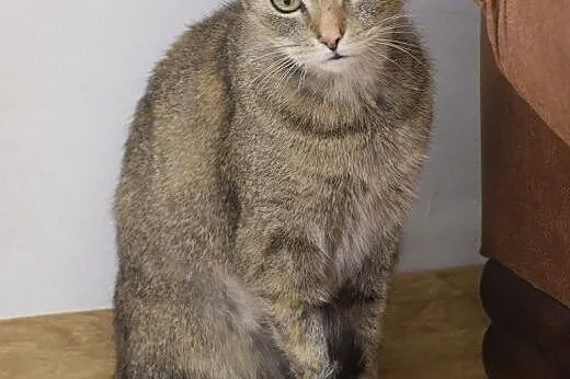 Masza wyjątkowa koteczka,  śląskie Gliwice