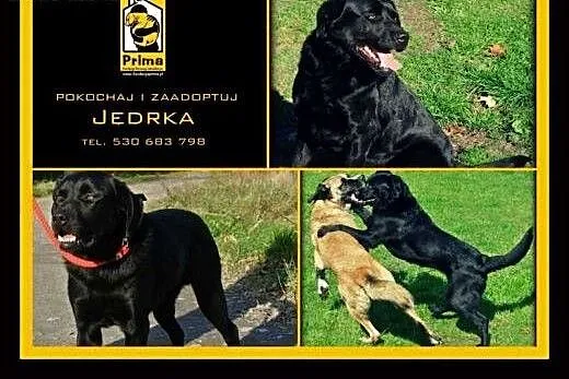 Jędrek szuka domu, opolskie Opole