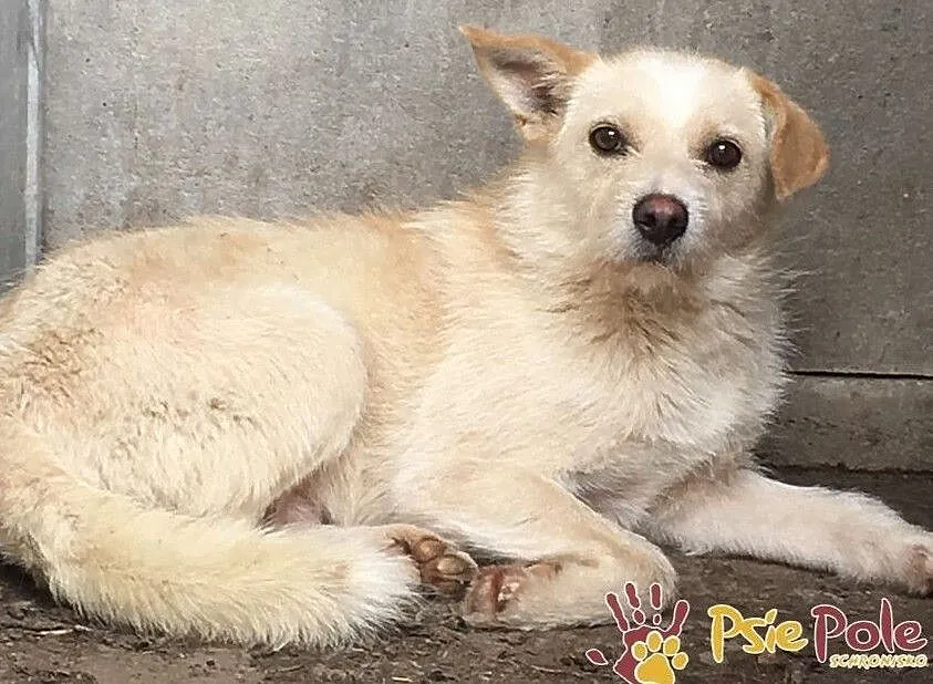 SKIEREK, młody, Nieśmiały piesek w typie teriera do adopcji, Małopolskie, Kraków
