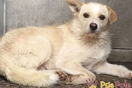 SKIEREK, młody, Nieśmiały piesek w typie teriera do adopcji