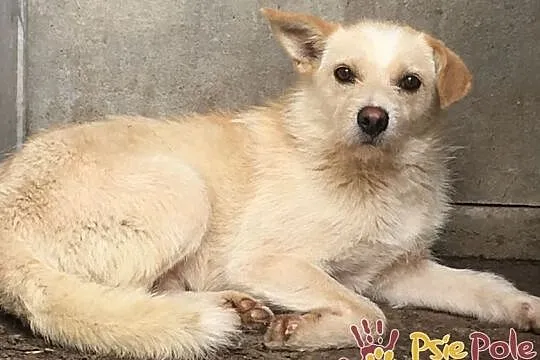 SKIEREK, młody, Nieśmiały piesek w typie teriera do adopcji, Małopolskie, Kraków
