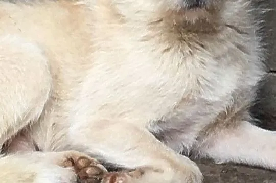 SKIEREK, młody, Nieśmiały piesek w typie teriera do adopcji, Małopolskie, Kraków