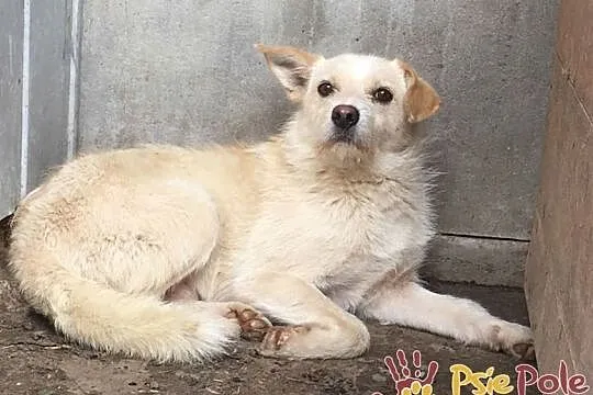 SKIEREK, młody, Nieśmiały piesek w typie teriera do adopcji, Małopolskie, Kraków