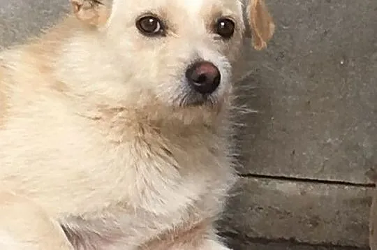 SKIEREK, młody, Nieśmiały piesek w typie teriera do adopcji, Małopolskie, Kraków