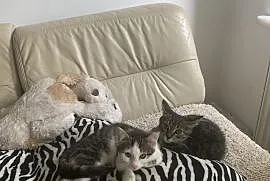KOT: Dwa koteczki pilnie potrzebują domu, Piotrków Trybunalski