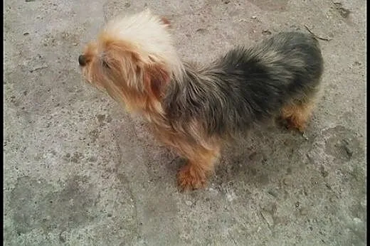 Yorkshire terrier,  dolnośląskie Wrocław