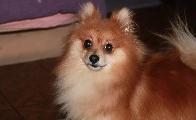 Szpic pomeranian - krycie