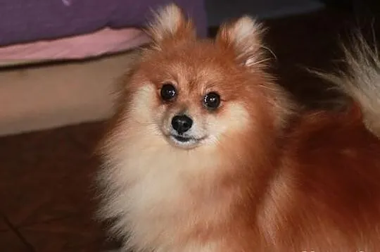 Szpic pomeranian - krycie