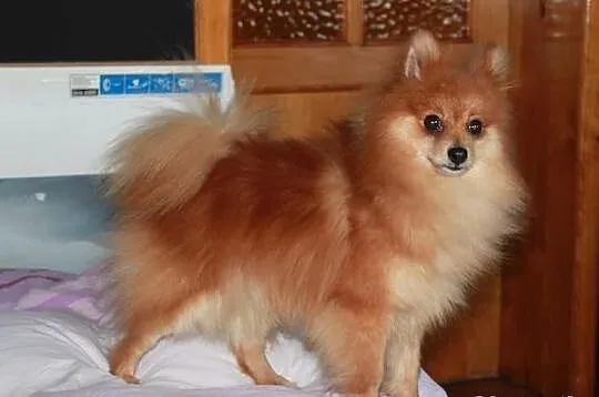 Szpic pomeranian - krycie
