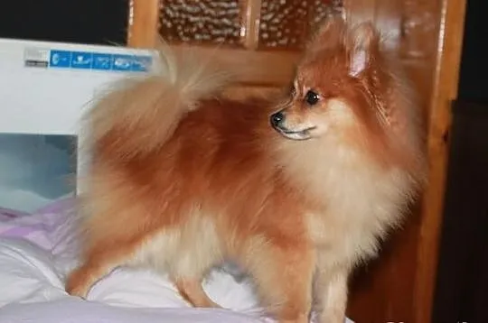 Szpic pomeranian - krycie
