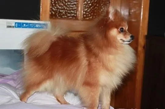 Szpic pomeranian - krycie