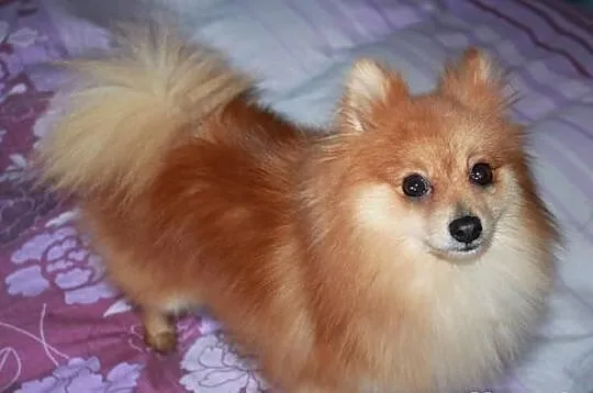 Szpic pomeranian - krycie