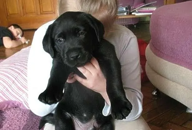 Labrador Labradory czarne z rodowodem i chipem
