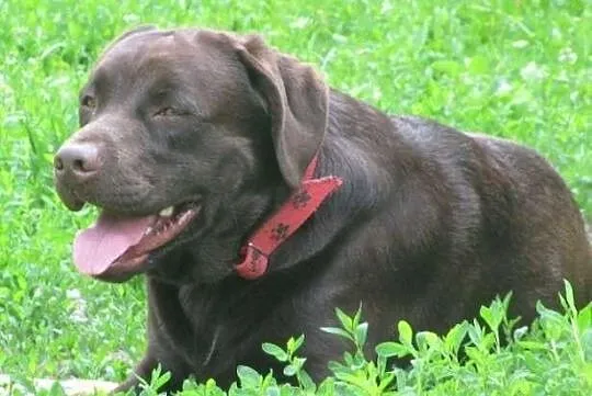 Labrador Labradory czarne z rodowodem i chipem
