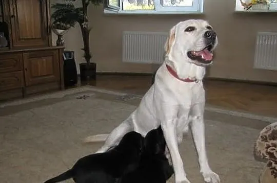 Labrador Labradory czarne z rodowodem i chipem