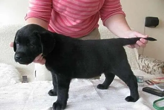 Labrador Labradory czarne z rodowodem i chipem