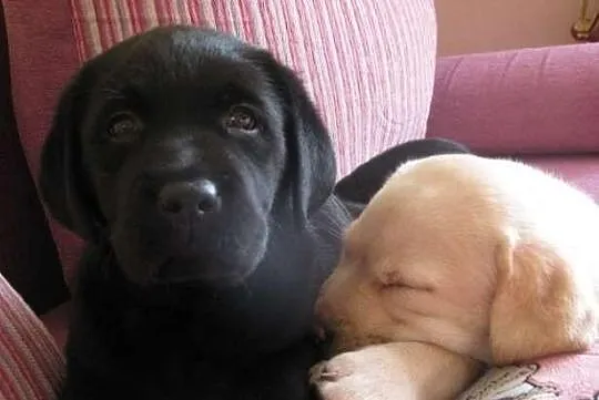 Labrador Labradory czarne z rodowodem i chipem