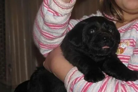 Labrador Labradory czarne z rodowodem i chipem