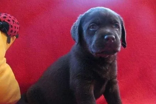 Labrador Labradory czarne z rodowodem i chipem