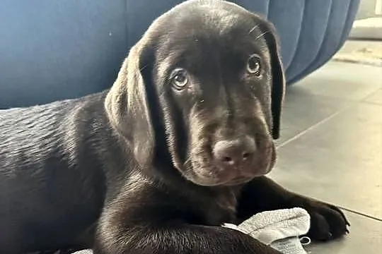 Labrador Retriever czekoladowy samiec