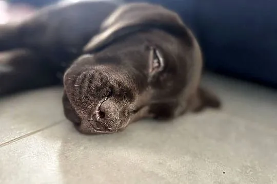 Labrador Retriever czekoladowy samiec, Śląskie, Tychy