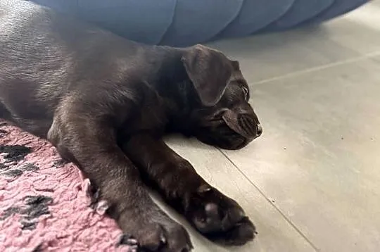 Labrador Retriever czekoladowy samiec, Śląskie, Tychy