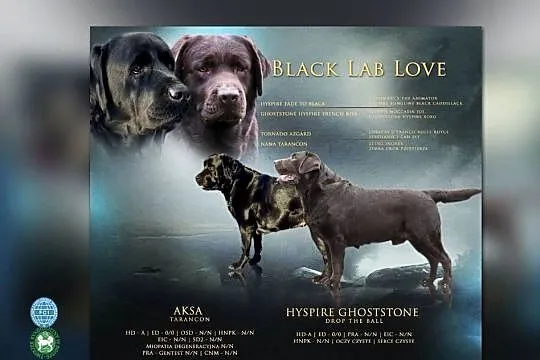 Labrador Retriever czekoladowy samiec, Śląskie, Tychy