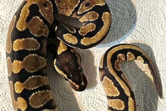 Pyton królewski enchi yellowbelly het albino samica CB25