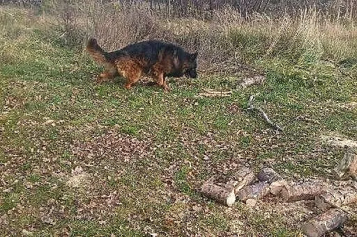 owczarek niemiecki