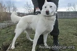 VIPER- piękny i niezależny pies husky do adopcji, , Kielce
