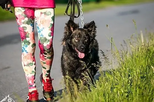 MIŁKA - śliczna i kochana, w całości będzie Ci odd, Katowice