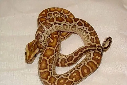 Młode Pytony birmańskie (Python bivittatus) odmiany hypomelanistycznej