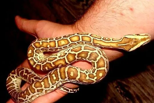 Młode Pytony birmańskie (Python bivittatus) odmiany hypomelanistycznej, Śląskie, Katowice