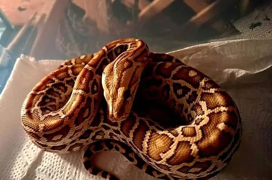 Młode Pytony birmańskie (Python bivittatus) odmiany hypomelanistycznej, Śląskie, Katowice