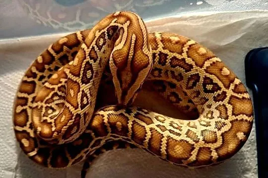Młode Pytony birmańskie (Python bivittatus) odmiany hypomelanistycznej, Śląskie, Katowice