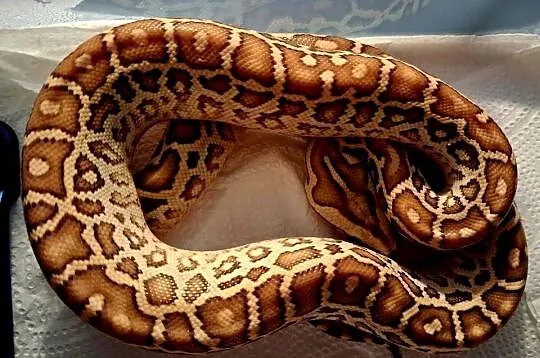 Młode Pytony birmańskie (Python bivittatus) odmiany hypomelanistycznej, Śląskie, Katowice
