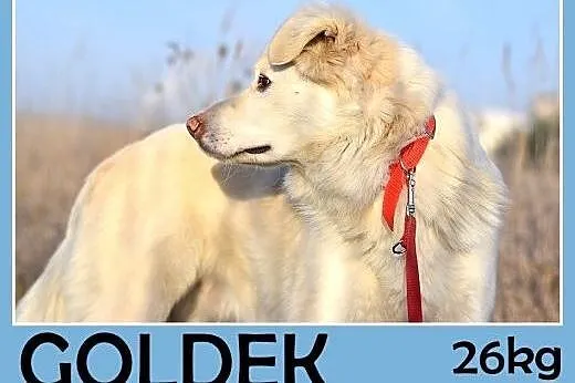 26kg,średni,przyjazny,łagodny pies GOLDEK.Adopcja,