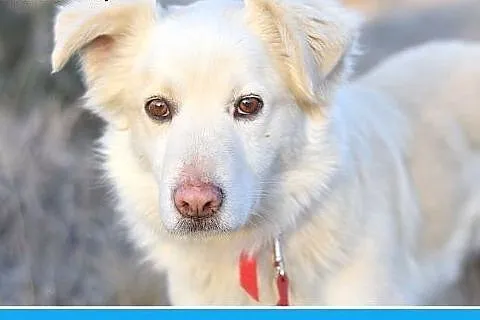 26kg,średni,przyjazny,łagodny pies GOLDEK.Adopcja,