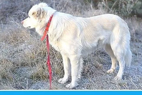26kg,średni,przyjazny,łagodny pies GOLDEK.Adopcja,
