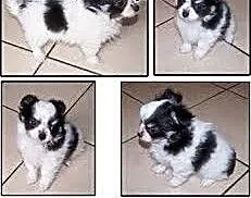 Chihuahua mix Pekingnese Dziewczyna szczeniaka ,