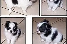 Chihuahua mix Pekingnese Dziewczyna szczeniaka , małopolskie Andrychów