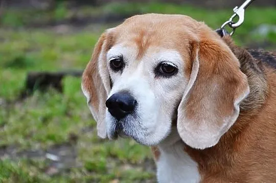 7letnia sunia beagle TEQUILA szuka troskliwego dom