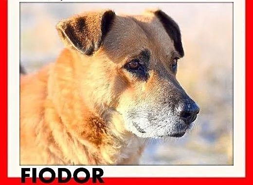FIODOR, 40kg,duży,spokojny,zrównoważony pies do ad