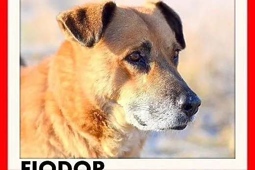 FIODOR, 40kg,duży,spokojny,zrównoważony pies do ad