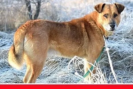 FIODOR, 40kg,duży,spokojny,zrównoważony pies do ad