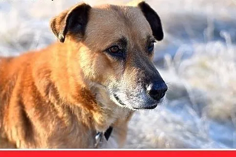 FIODOR, 40kg,duży,spokojny,zrównoważony pies do ad