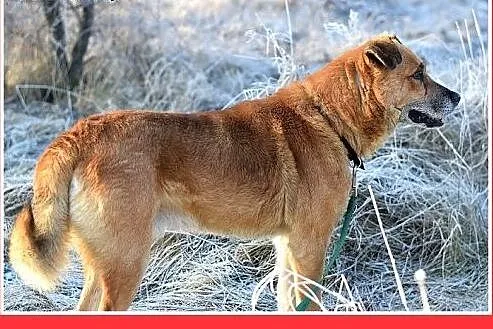 FIODOR, 40kg,duży,spokojny,zrównoważony pies do ad