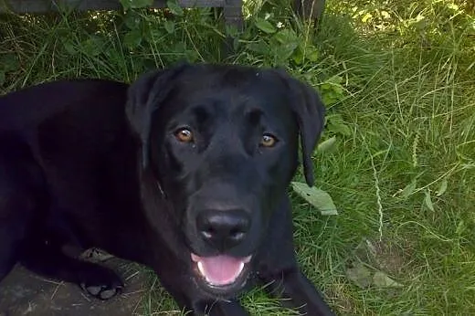 Wspaniała Mika czeka na dom!,  lubuskie Zielona Góra