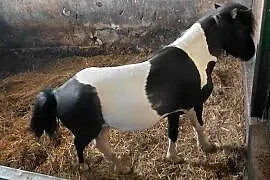 Koń Kuc Ogier 2lata